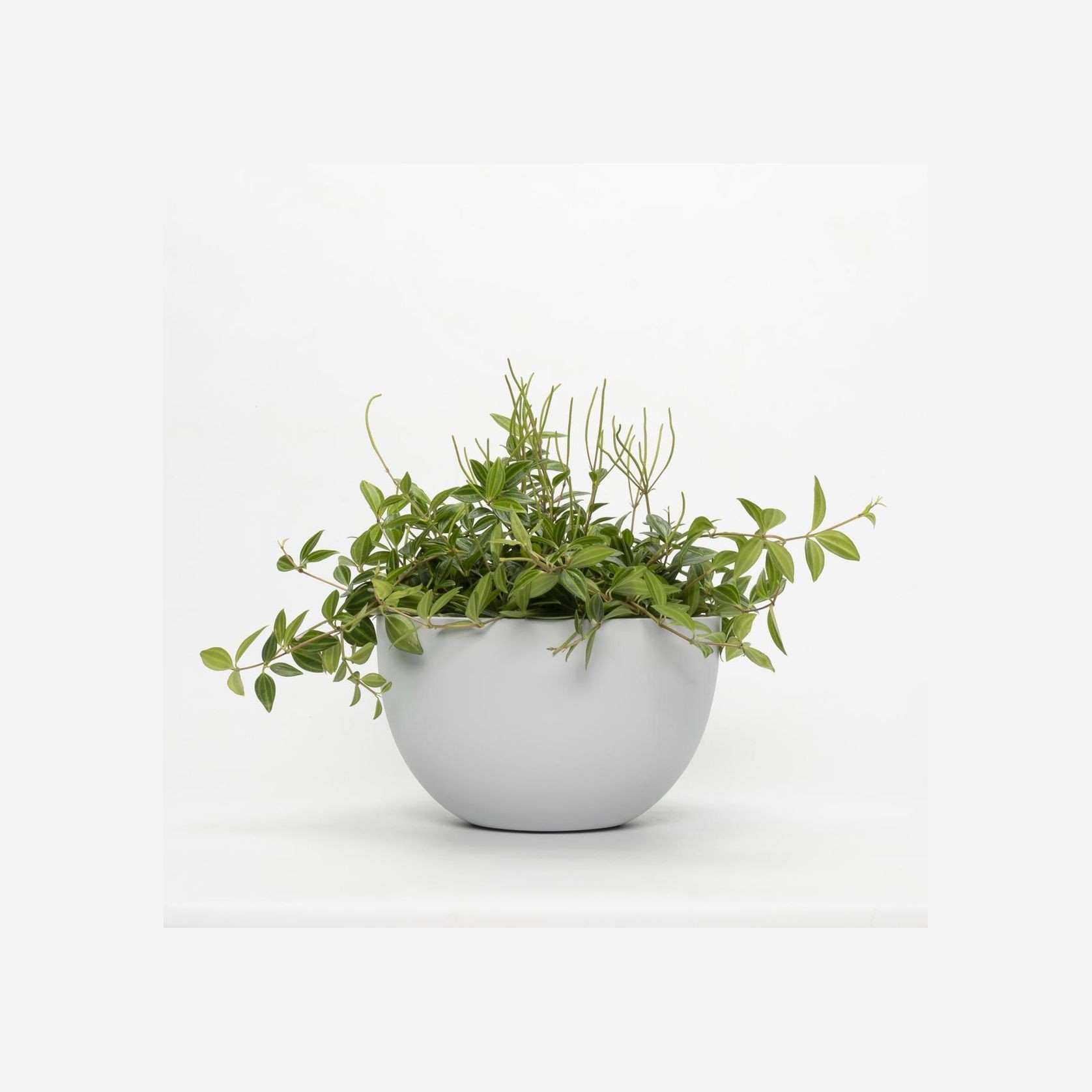 Chelmer Bowl gallery detail image