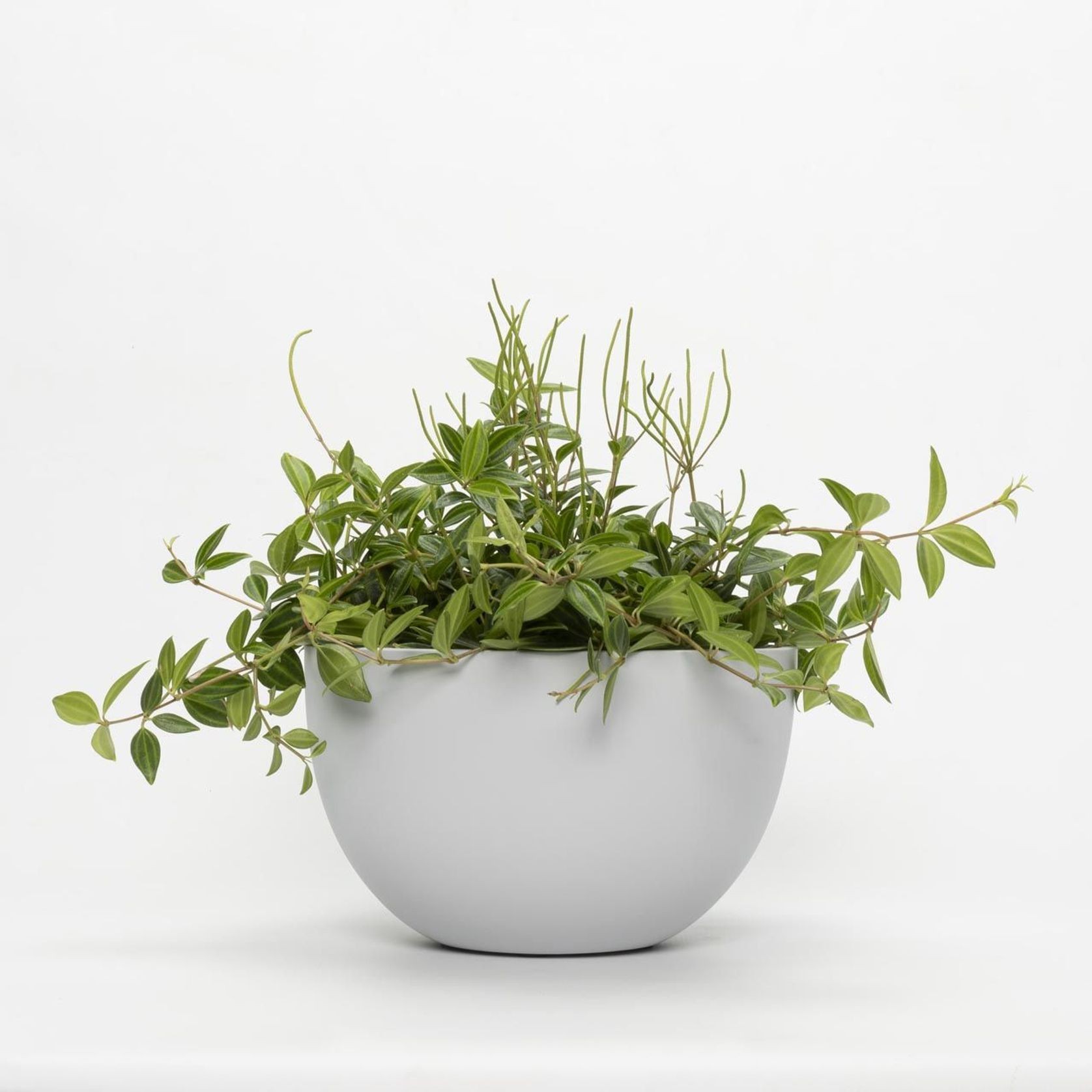 Chelmer Bowl gallery detail image