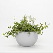 Chelmer Bowl gallery detail image