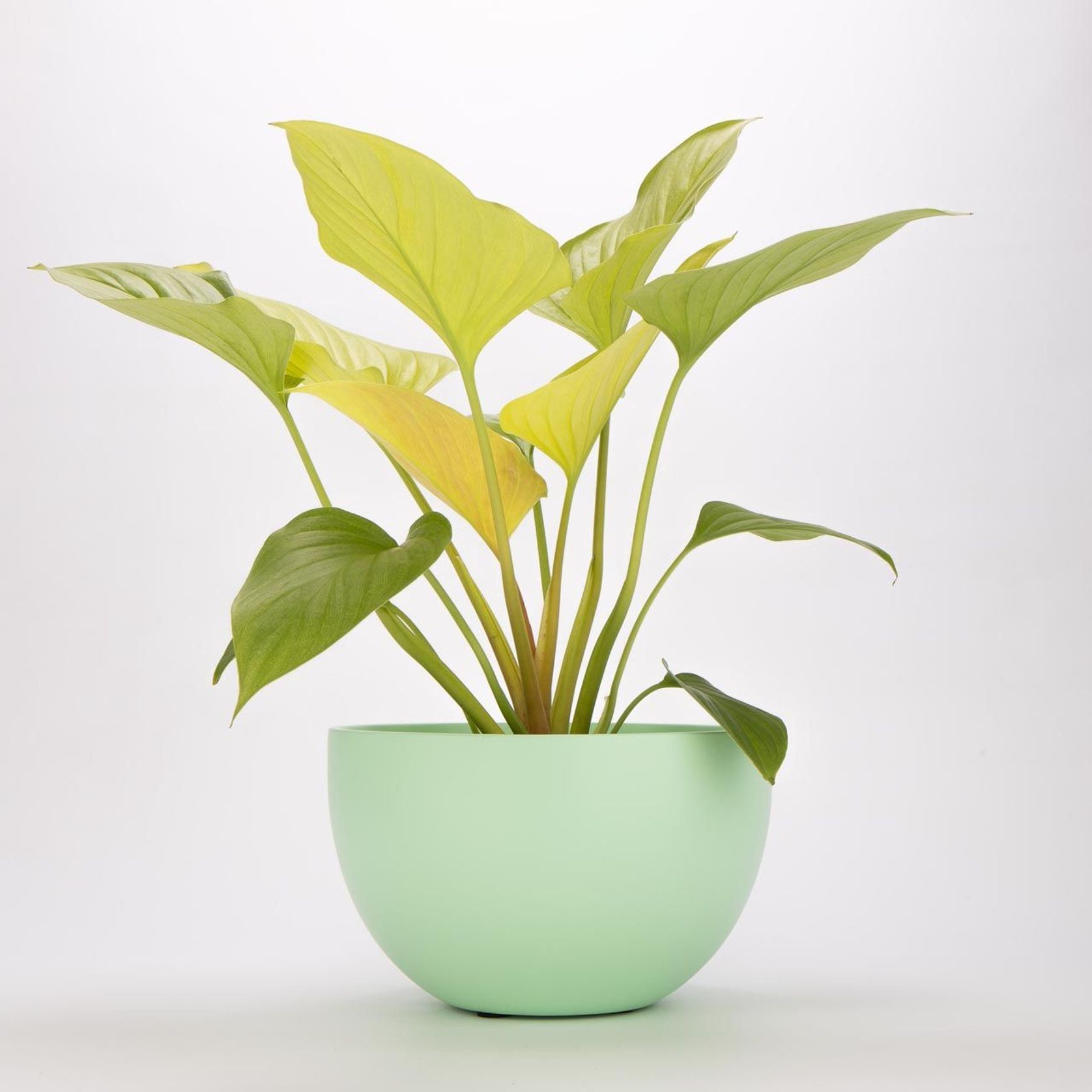 Chelmer Bowl gallery detail image