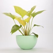 Chelmer Bowl gallery detail image