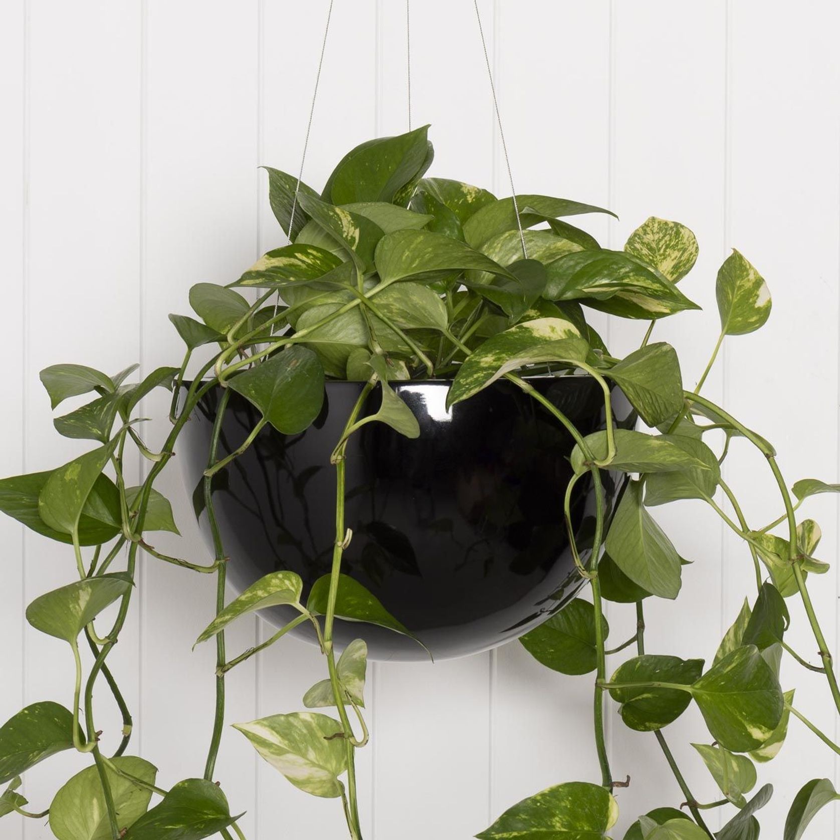 Corinda Hanger gallery detail image