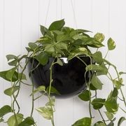 Corinda Hanger gallery detail image