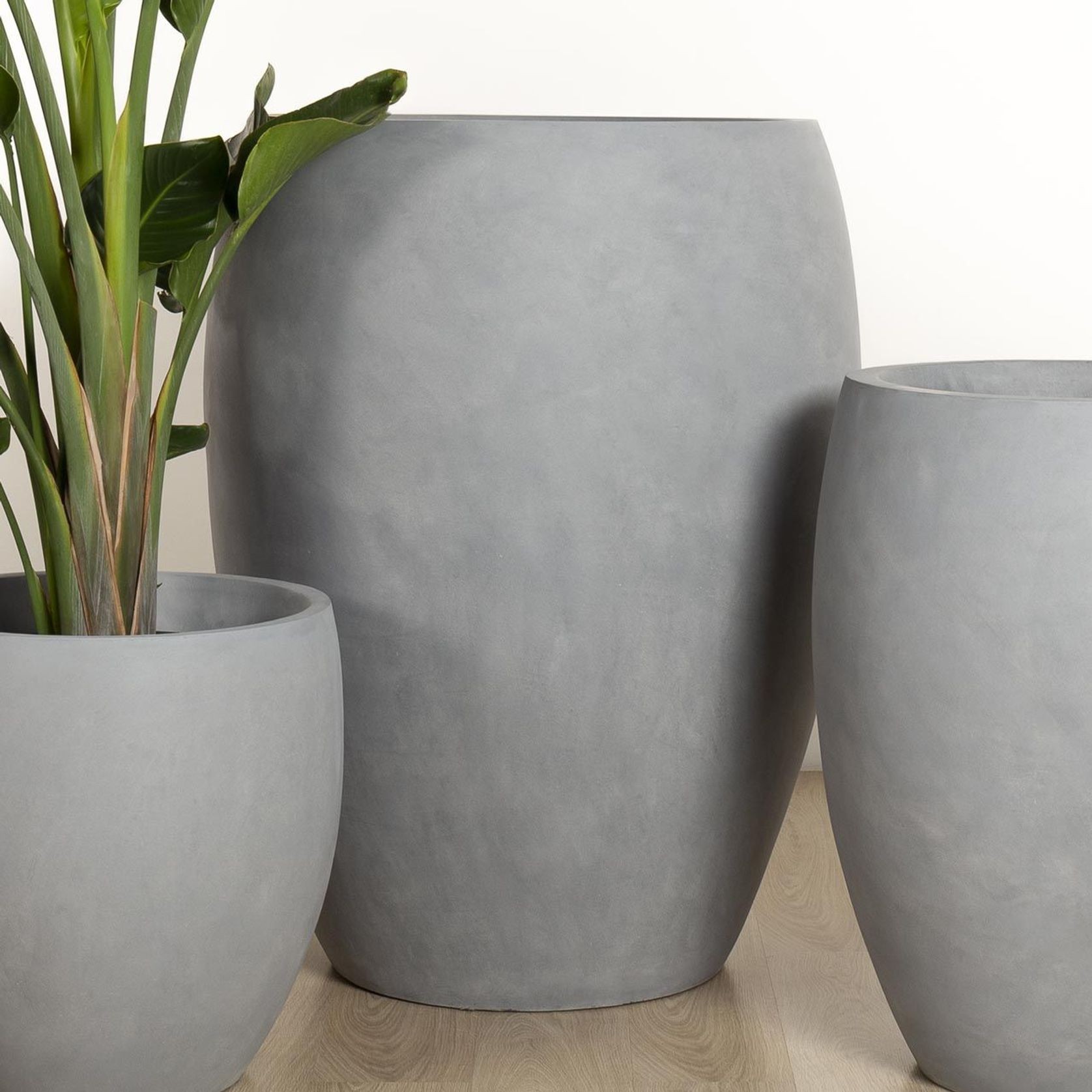 Newmarket Egg gallery detail image