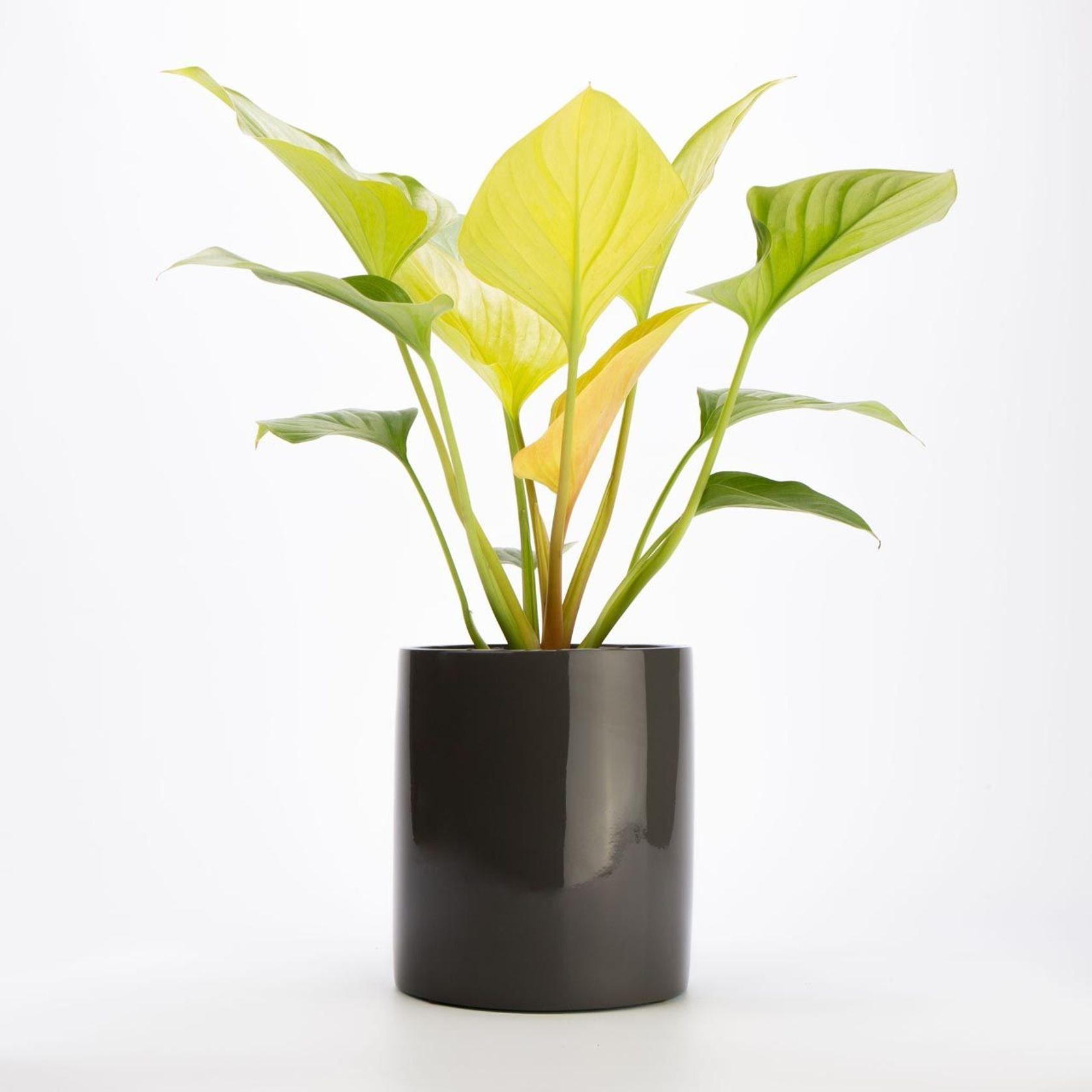 Wilston Cylinder gallery detail image