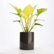 Wilston Cylinder gallery detail image