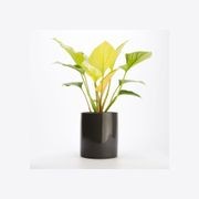 Wilston Cylinder gallery detail image