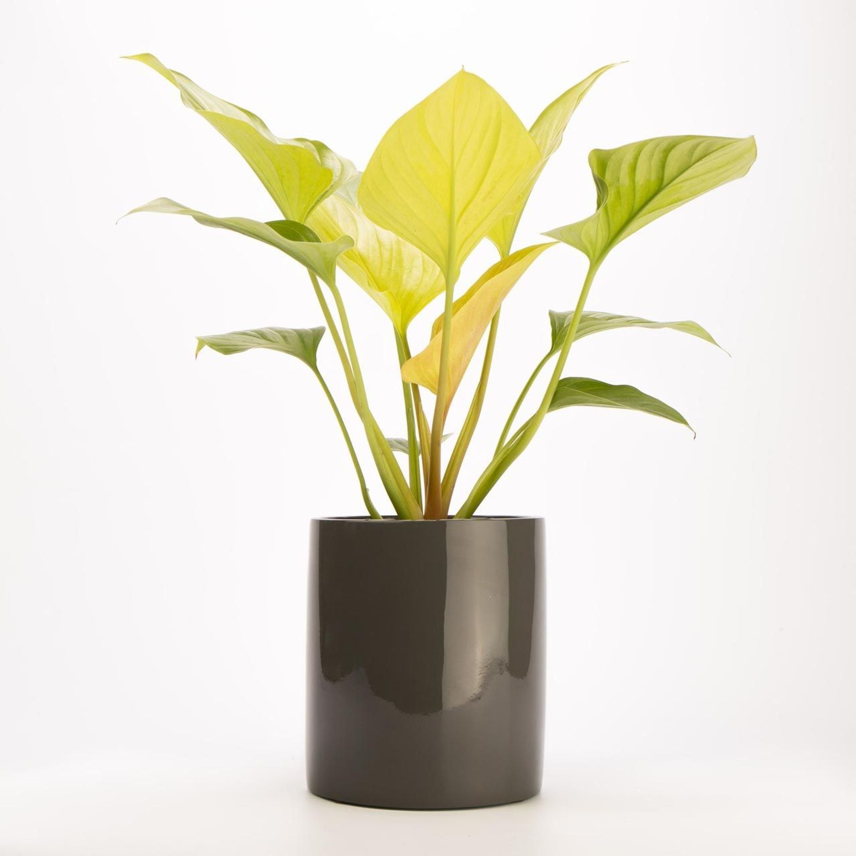 Wilston Cylinder gallery detail image