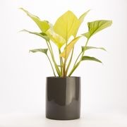 Wilston Cylinder gallery detail image