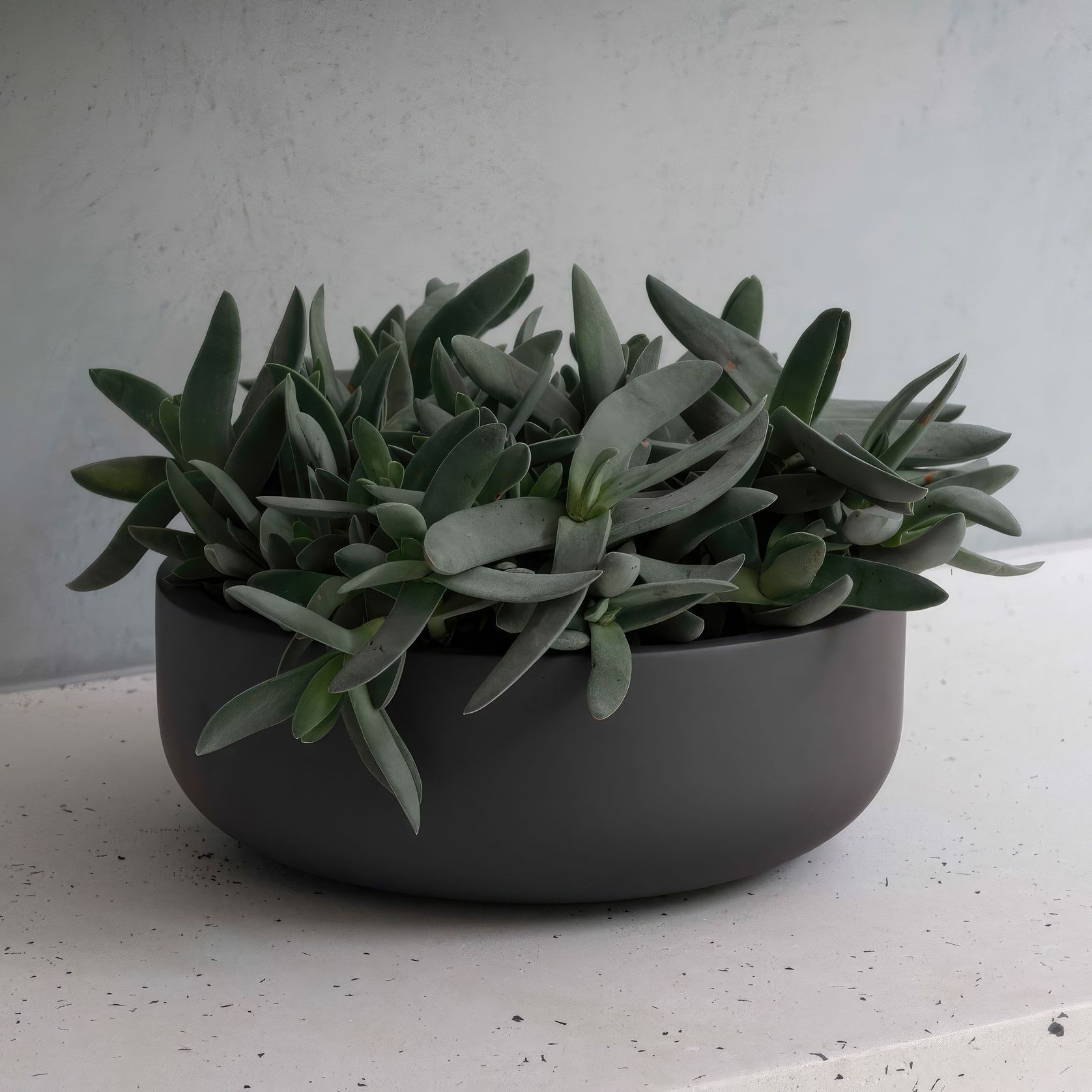 Hibernate 92 Degrees Low Bowl - Slate gallery detail image