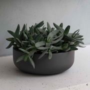 Hibernate 92 Degrees Low Bowl - Slate gallery detail image