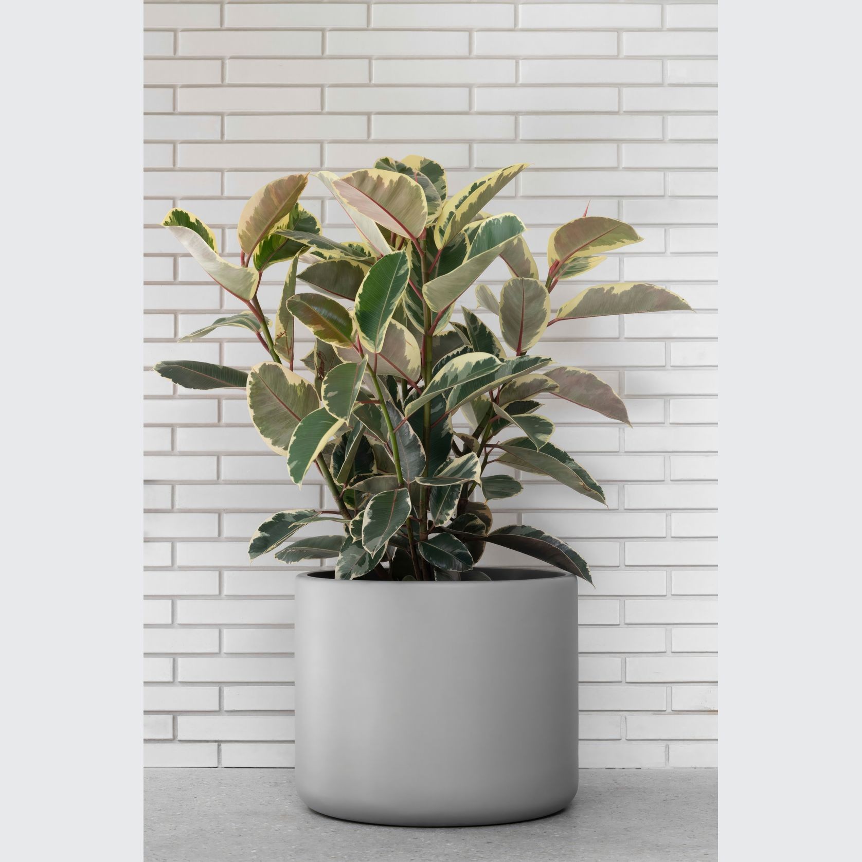 Hibernate 90 Degrees - Clay gallery detail image