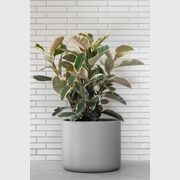 Hibernate 90 Degrees - Clay gallery detail image