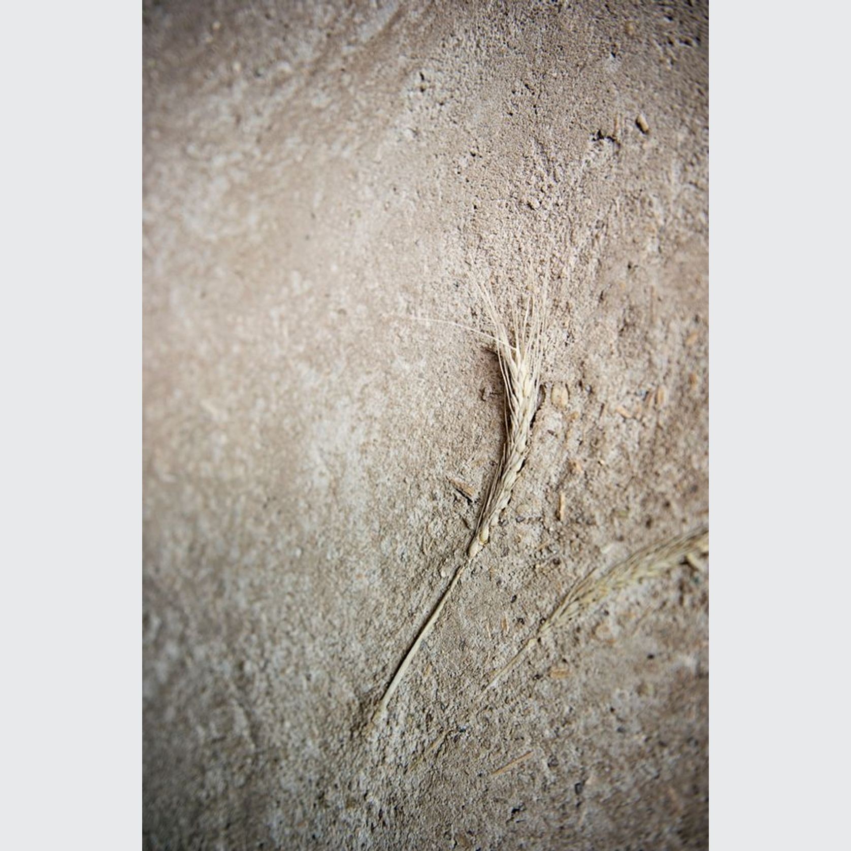 Earthen Render Coarse | Natural Materials gallery detail image