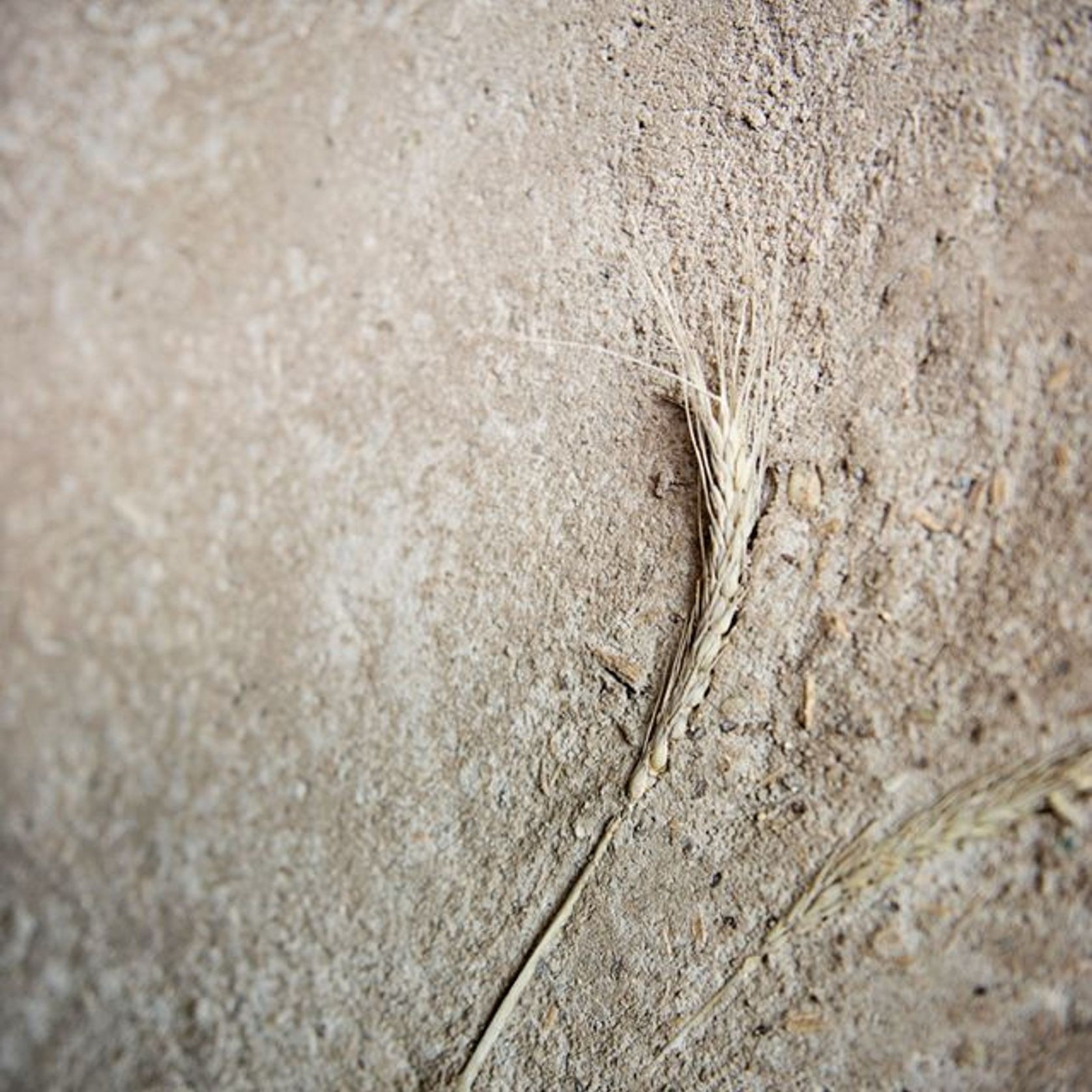 Earthen Render Coarse | Natural Materials gallery detail image