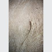 Earthen Render Coarse | Natural Materials gallery detail image