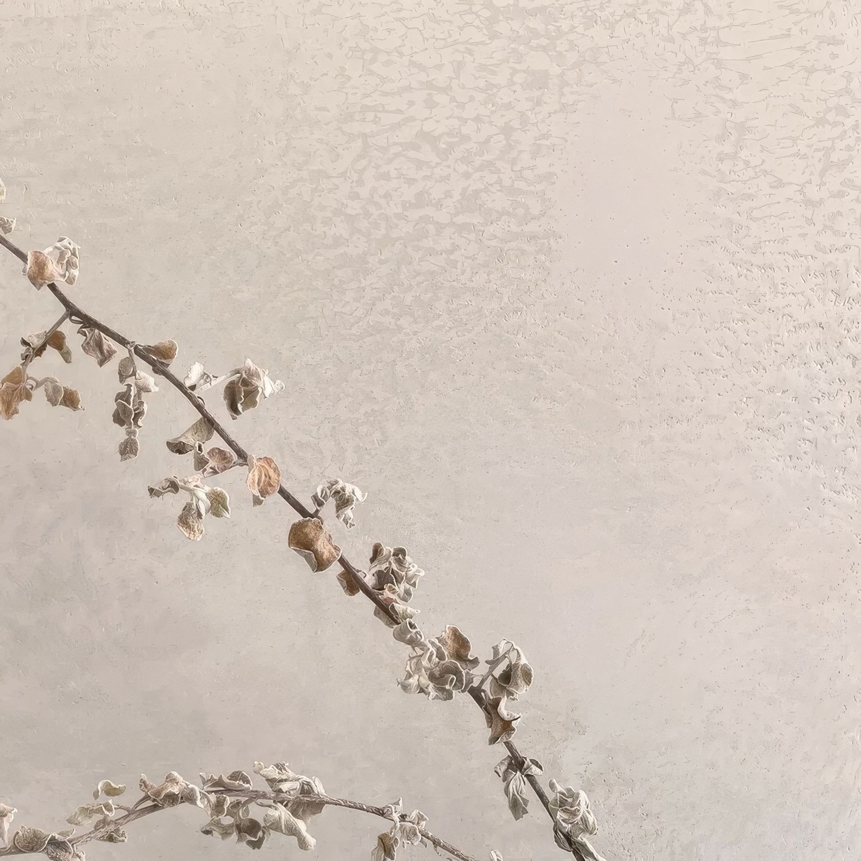 Suave Polished Plaster gallery detail image