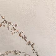 Suave Polished Plaster gallery detail image