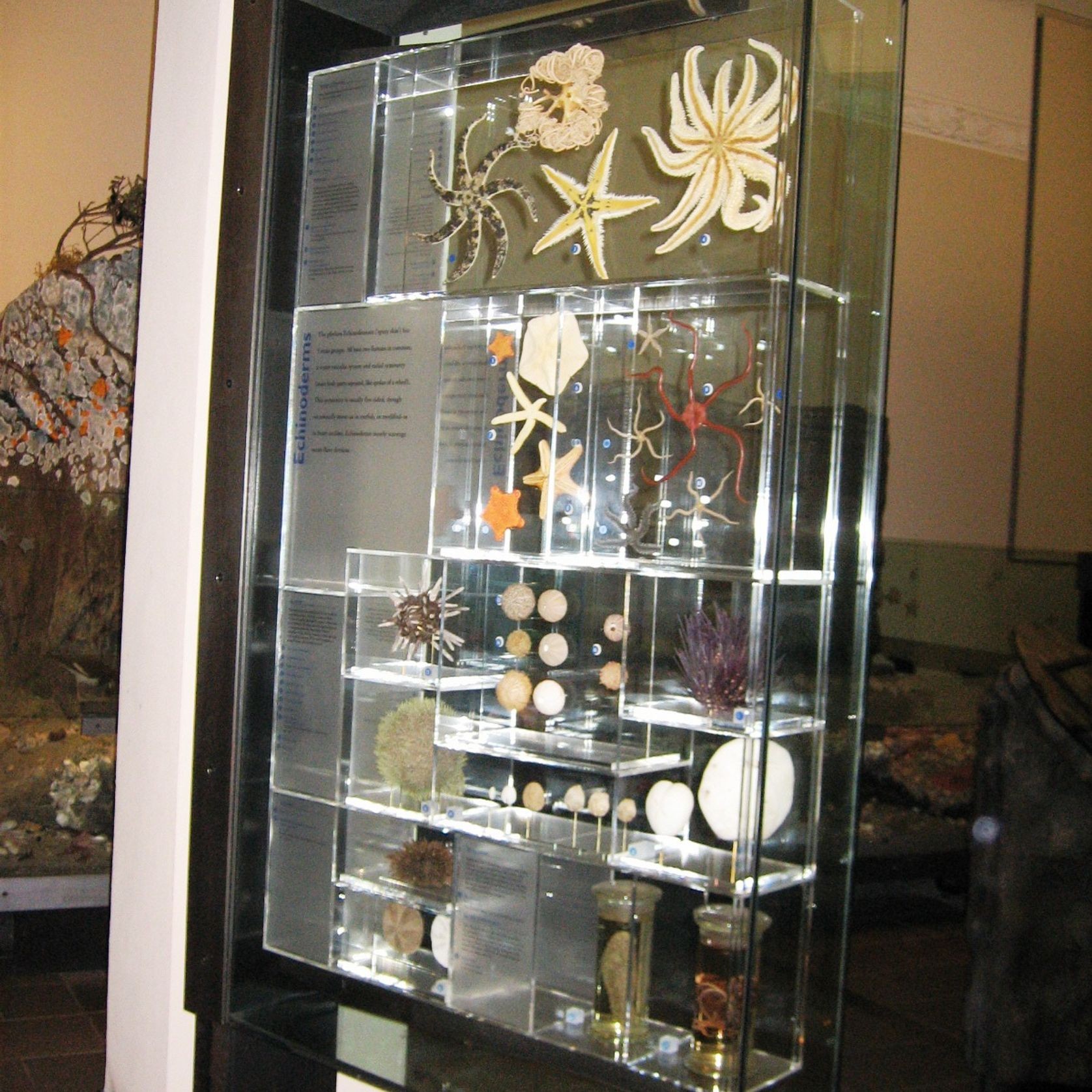 Glass Display Cases gallery detail image