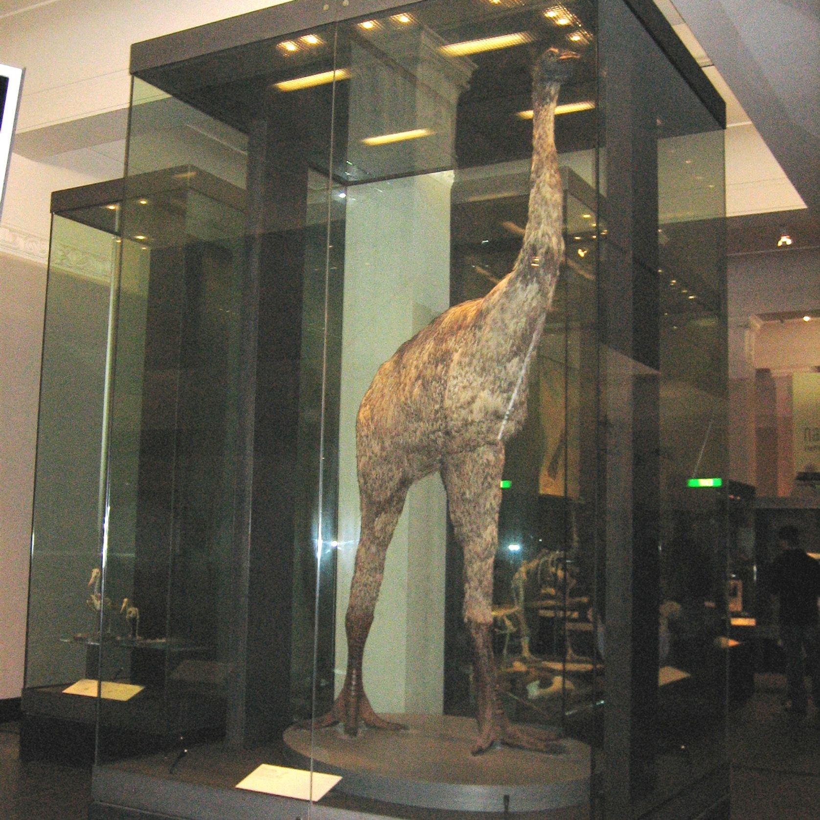 Glass Display Cases gallery detail image