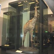 Glass Display Cases gallery detail image
