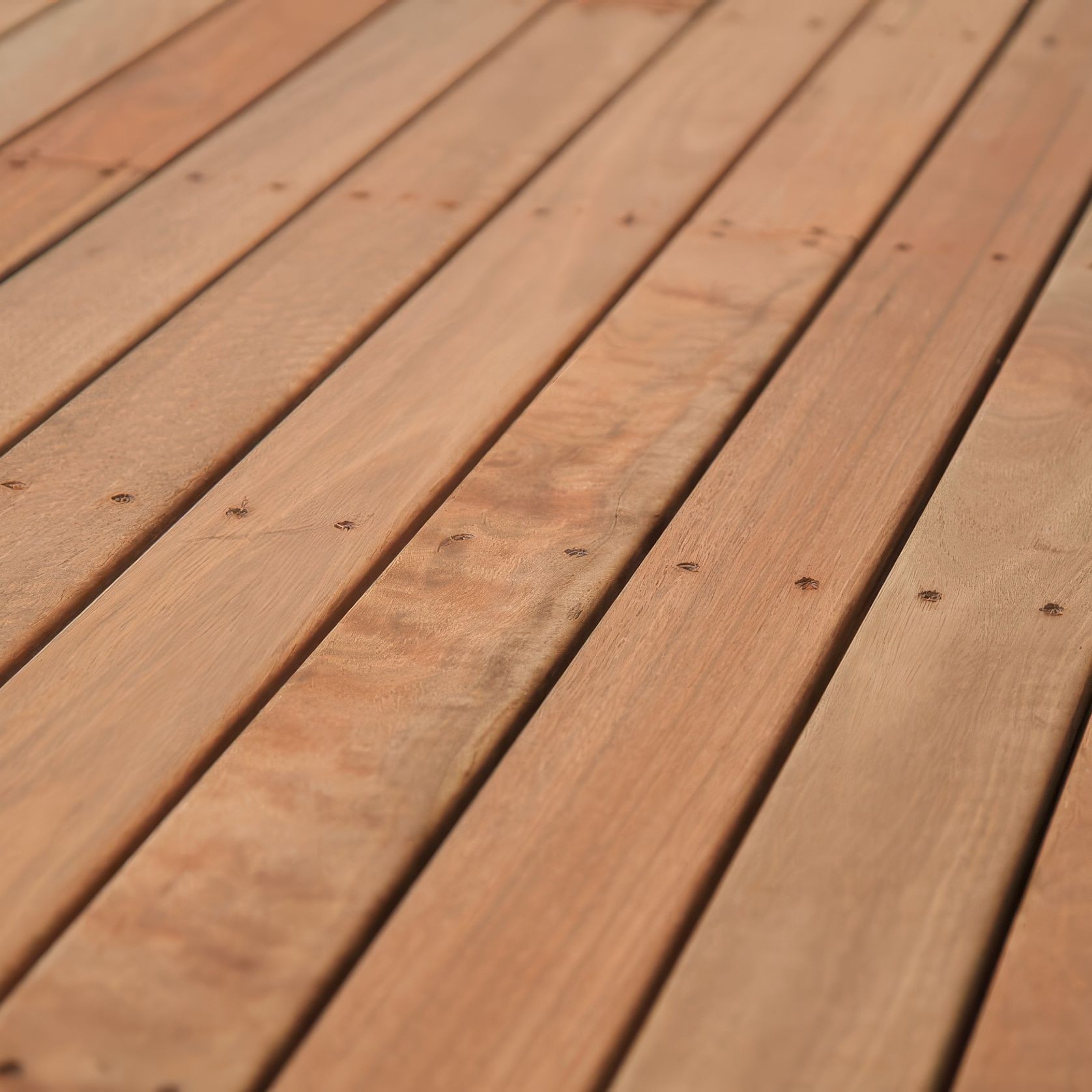 Spotted Gum gallery detail image