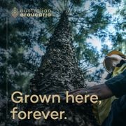 Australian Araucaria - Premium Timber Species gallery detail image