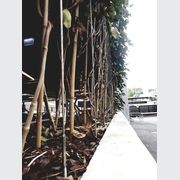 Green Wall Support Systems gallery detail image