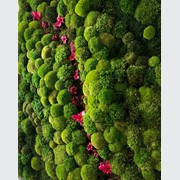 Moss Wall Art - Orchids gallery detail image