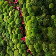 Moss Wall Art - Orchids gallery detail image