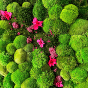 Moss Wall Art - Orchids gallery detail image