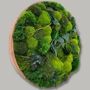 Round Moss Wall Art - Leticia gallery detail image