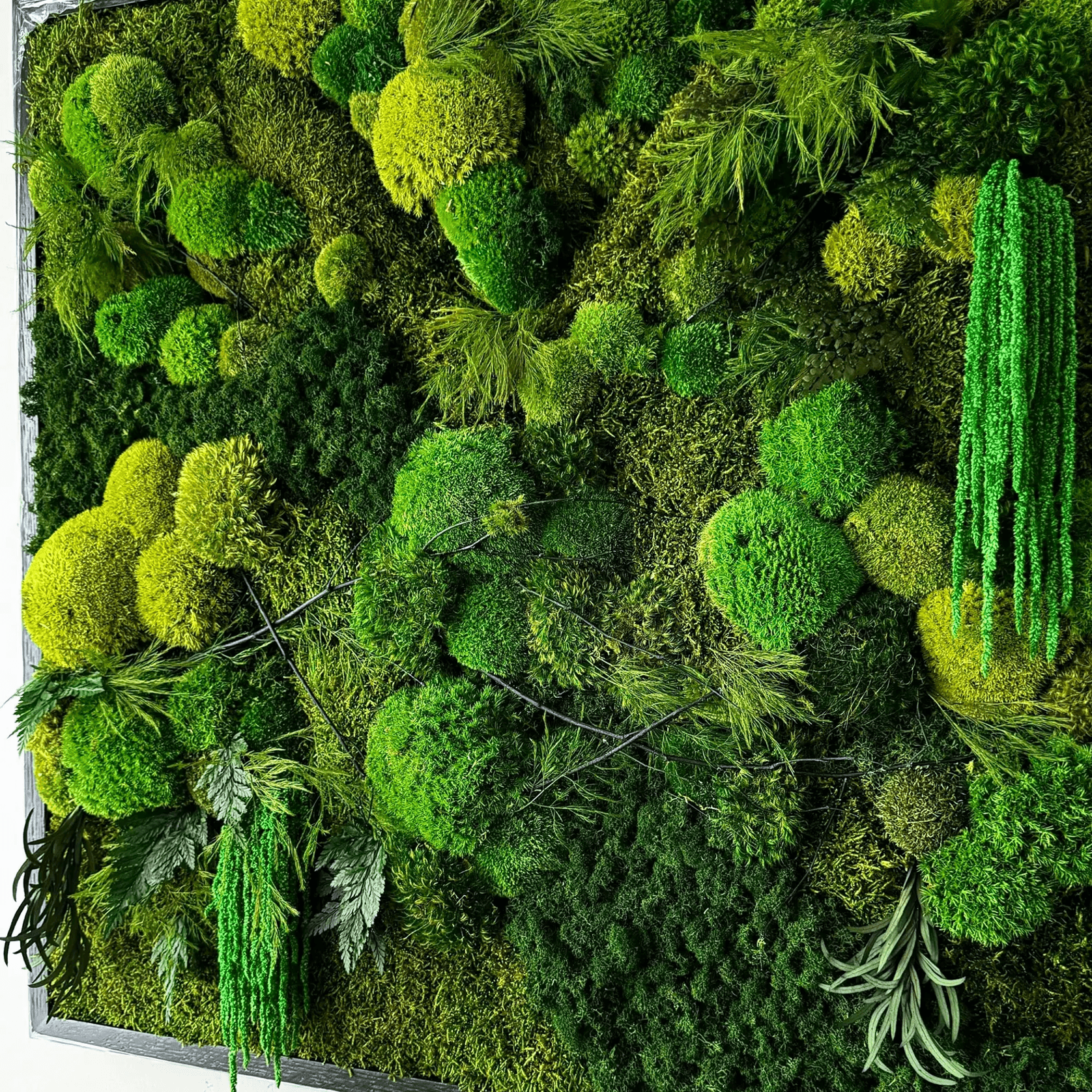 Moss Wall Art - Tumacau gallery detail image