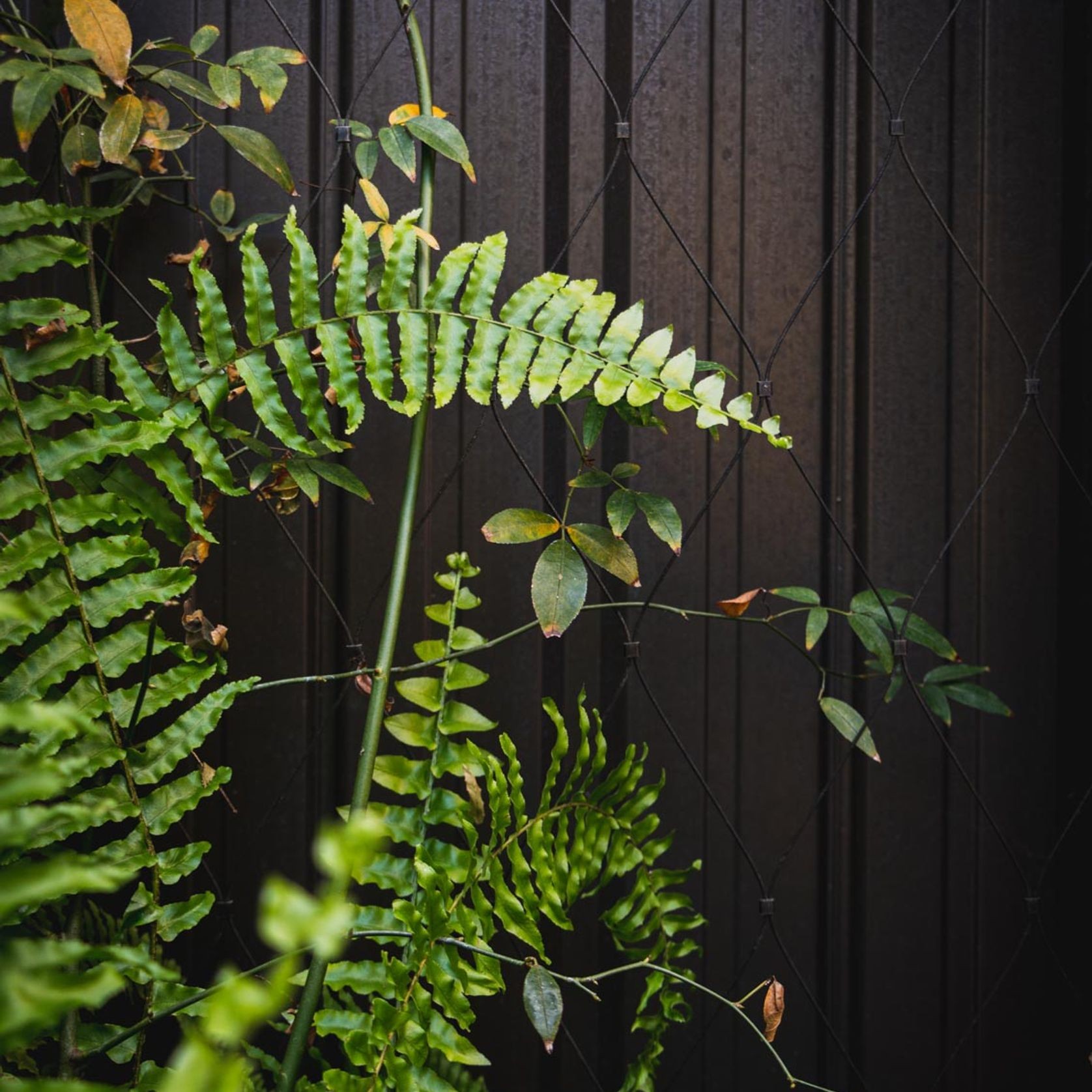Green Wall Support Systems gallery detail image
