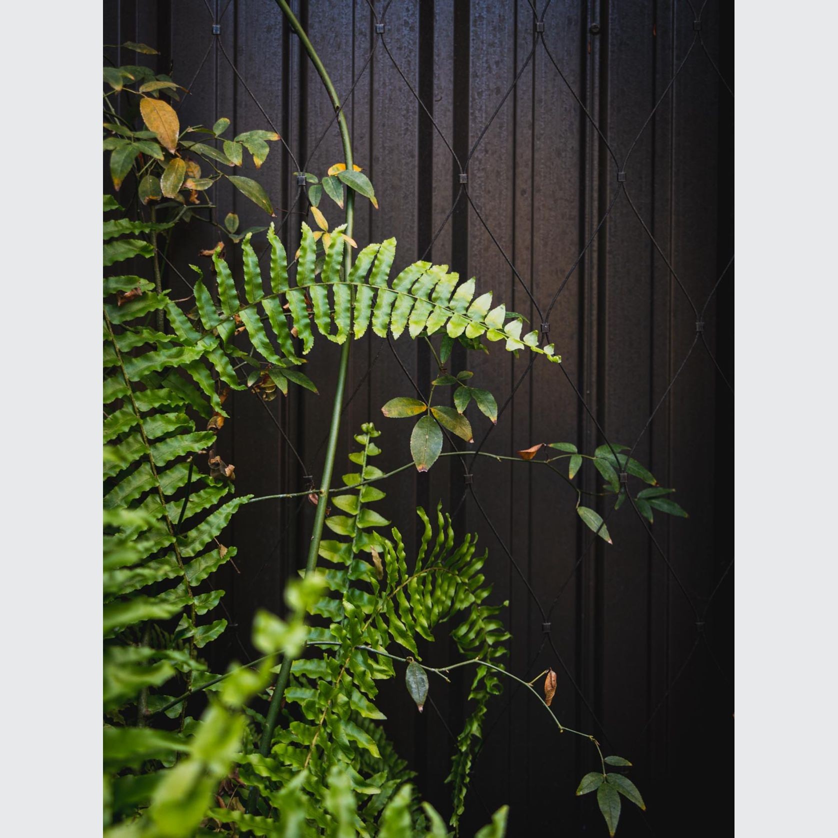 Green Wall Support Systems gallery detail image
