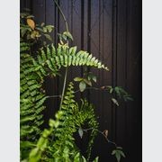 Green Wall Support Systems gallery detail image