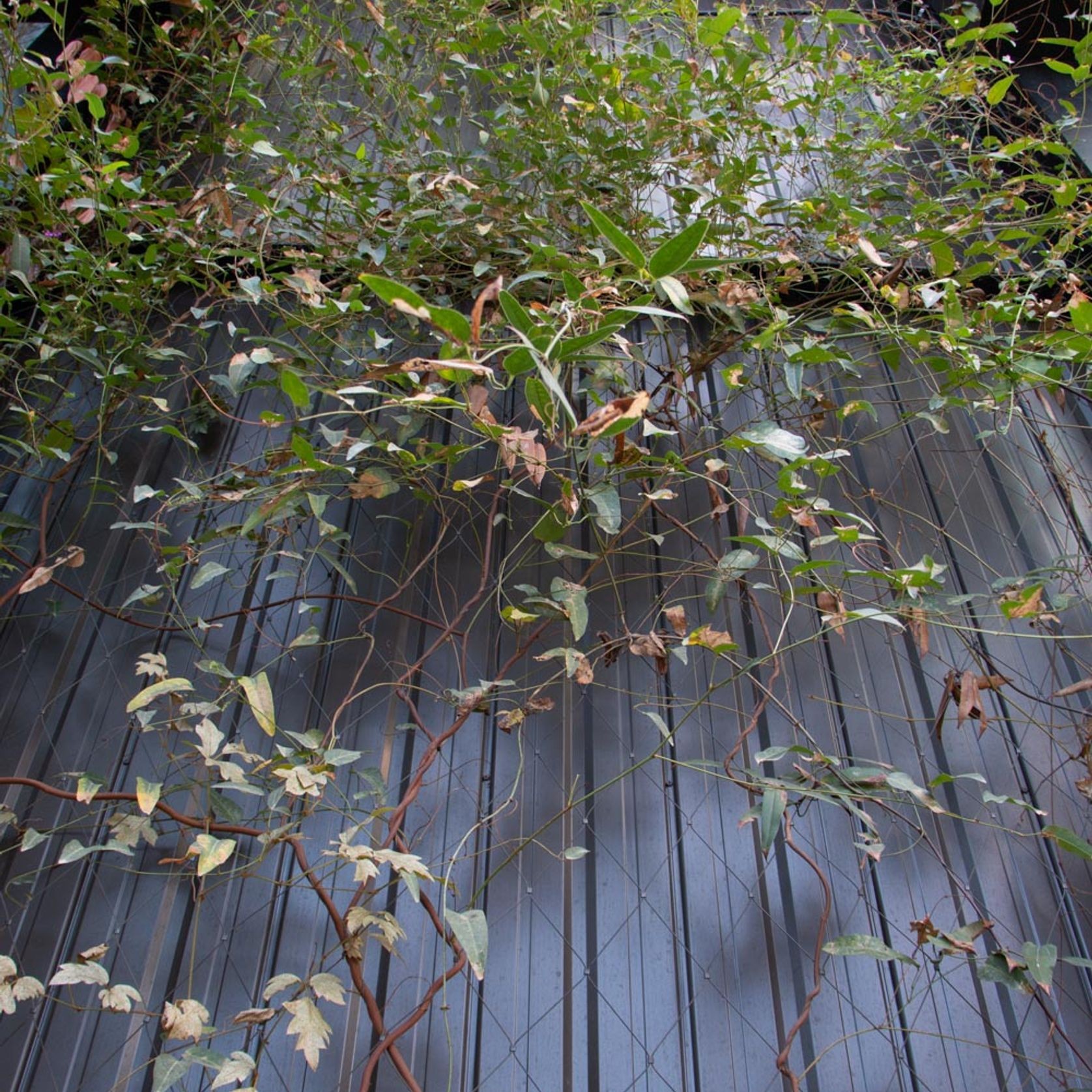 Green Wall Support Systems gallery detail image