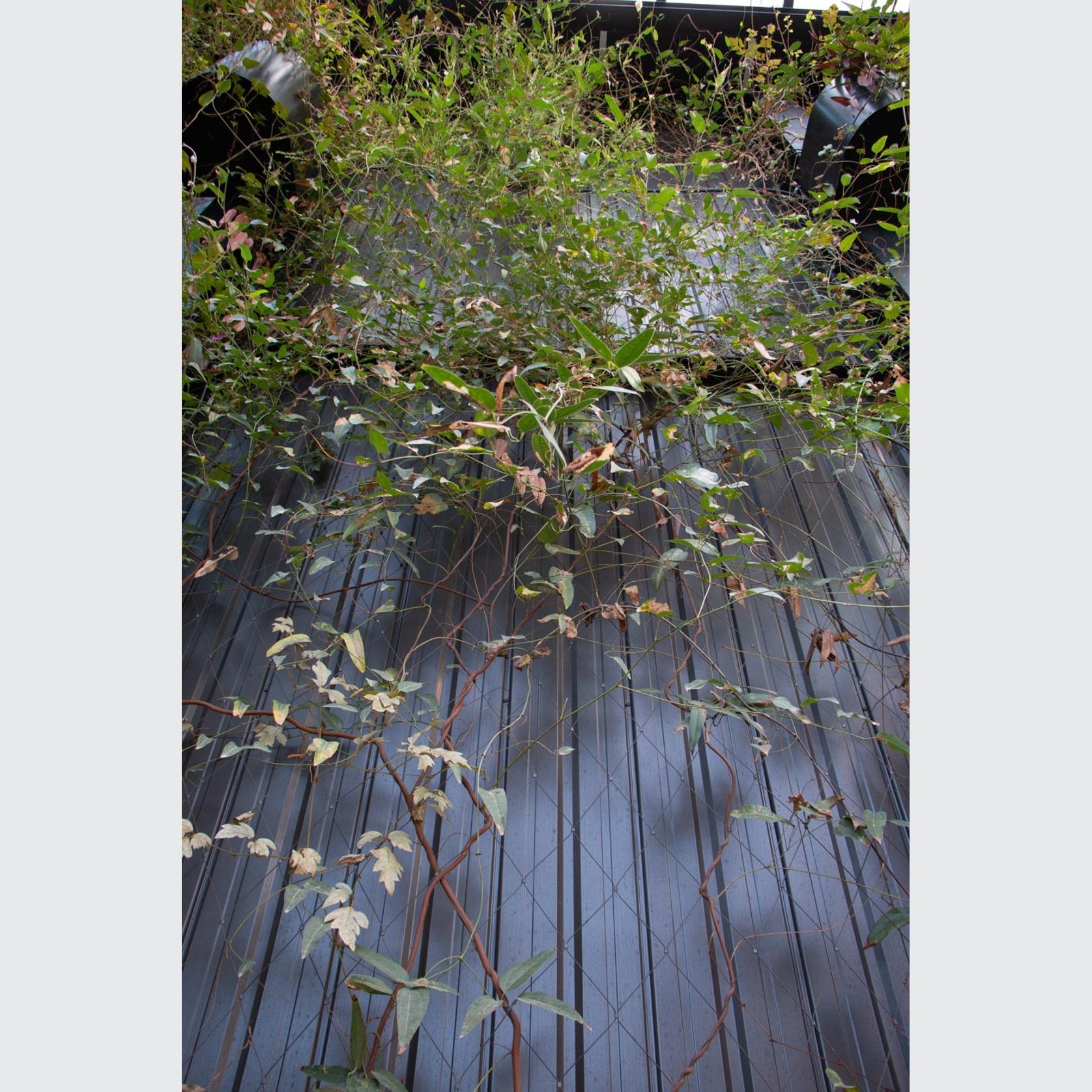 Green Wall Support Systems gallery detail image