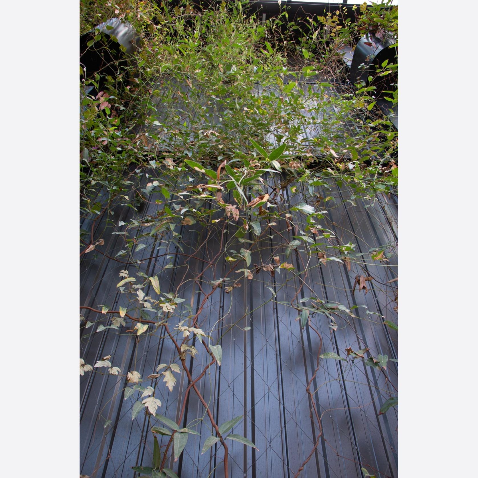Green Wall Support Systems gallery detail image