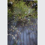 Green Wall Support Systems gallery detail image