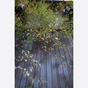 Green Wall Support Systems gallery detail image