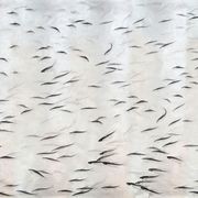 De Gournay Fishes | Wallpaper gallery detail image