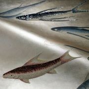 De Gournay Fishes | Wallpaper gallery detail image