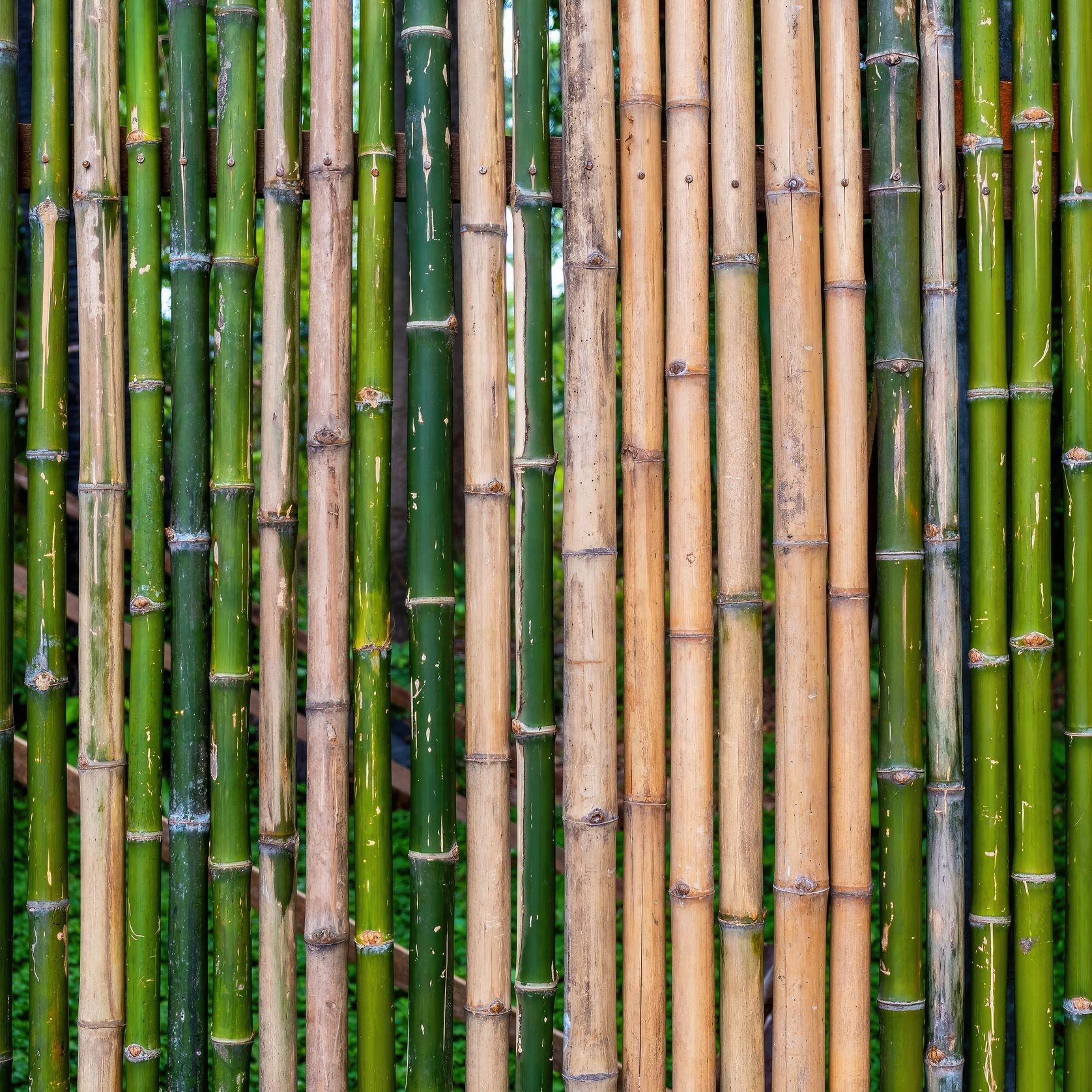 Bamboo 15 gallery detail image