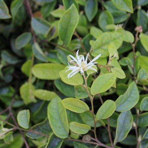 Loropetalum Chinense / Fringe Flower