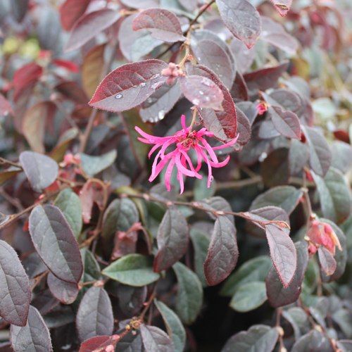 Loropetalum Chinense 'China Pink' / Fringe Flower