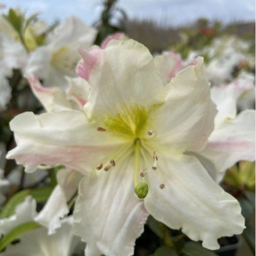 Rhododendron 'Harry Tagg' Plant