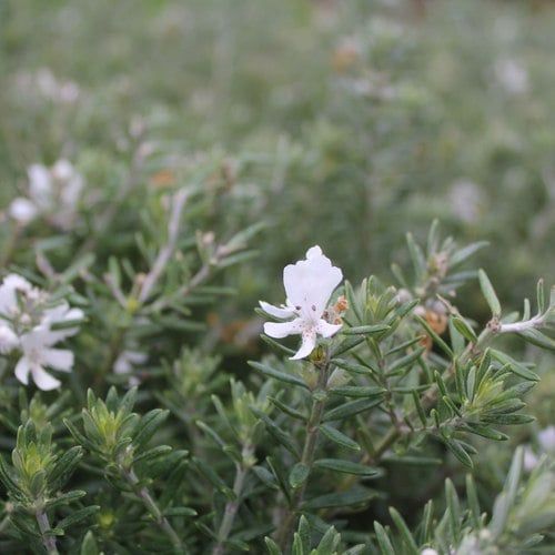 Westringia fruticosa / Coastal Rosemary
