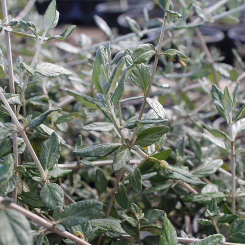 Teucrium fruticans / Silver Germander Hedge