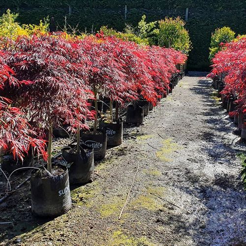 Acer palmatum 'Tamukeyama' | Red Weeping Maple